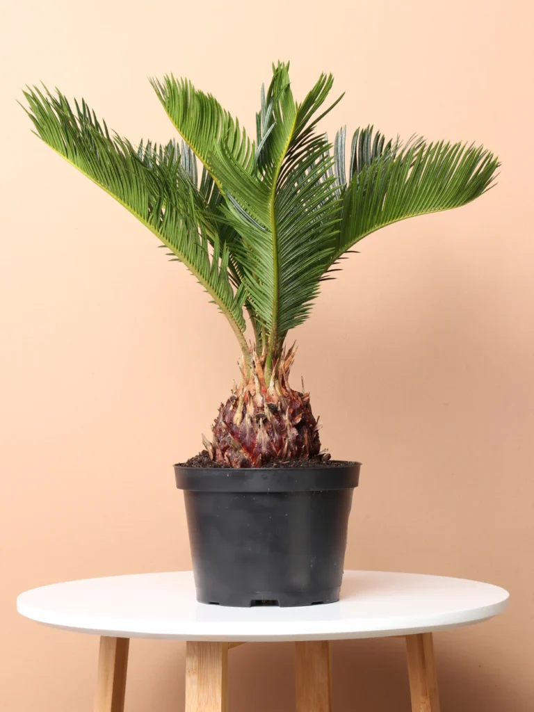 Categories: Houseplants, Tropical Plants, Cycads, Ornamental Plants, Slow-Growing Plants Sago Palm, Cycas revoluta, living fossil, ornamental cycad, tropical houseplant