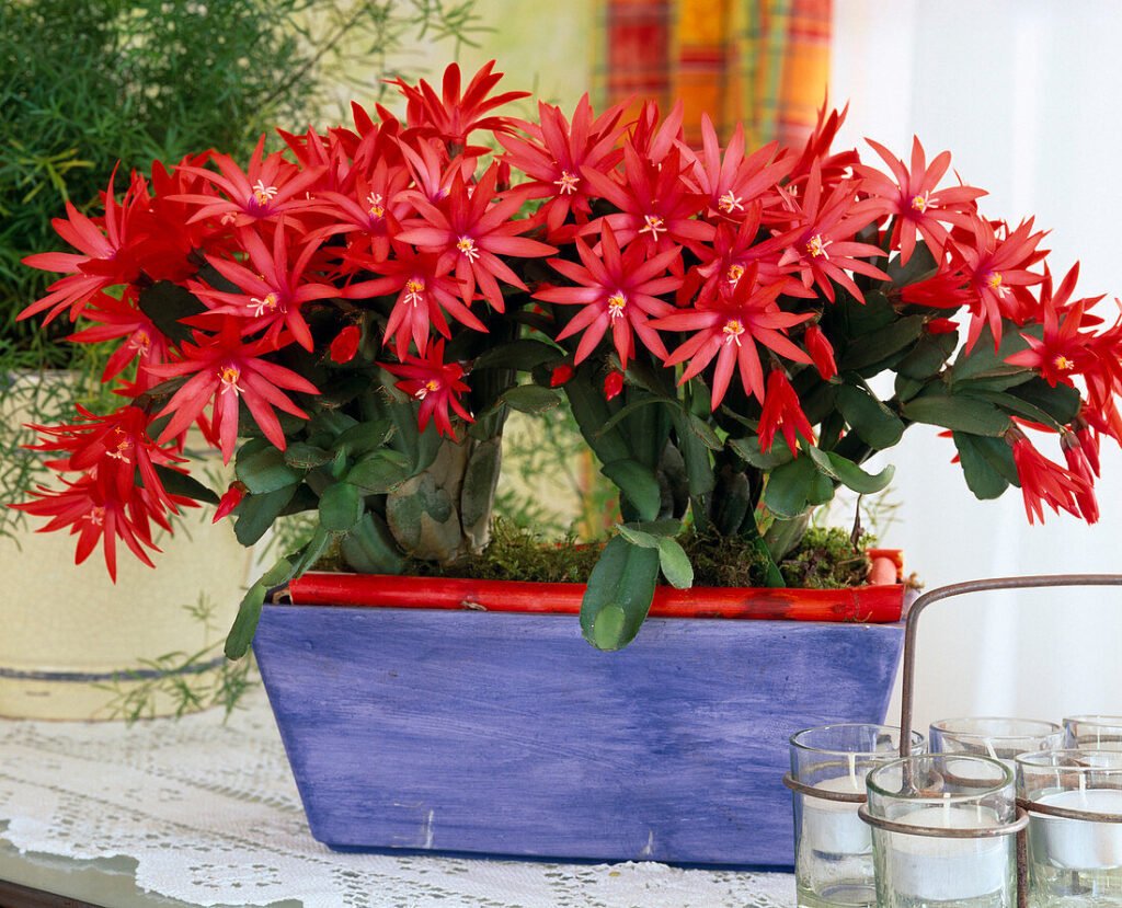 Easter Cactus: The Spring-Blooming Beauty - Complete Care Guide