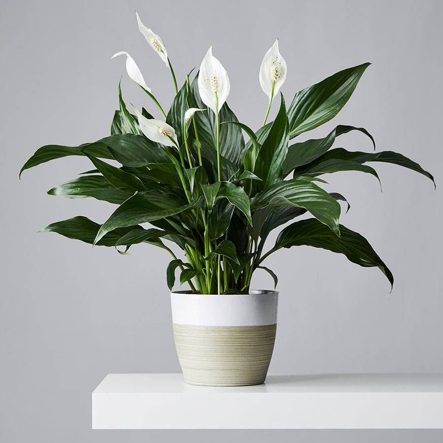 Peace Lily: Elegant Air Purifier for Your Indoor Oasis