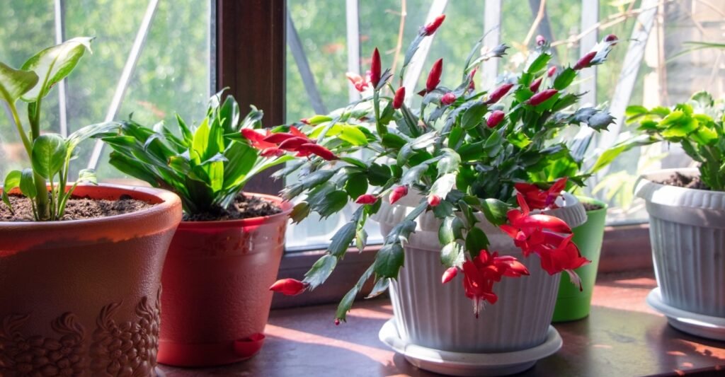 Easter Cactus: The Spring-Blooming Beauty - Complete Care Guide