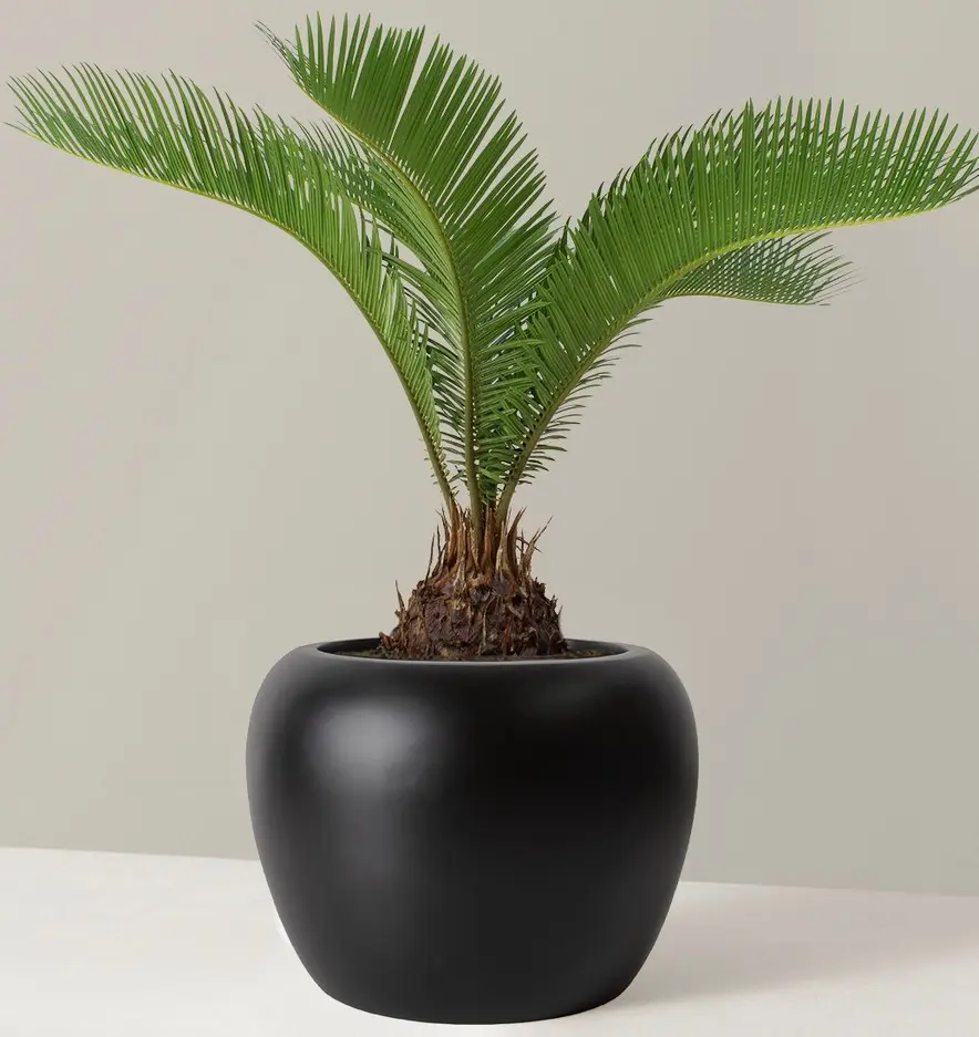 Categories: Houseplants, Tropical Plants, Cycads, Ornamental Plants, Slow-Growing Plants Sago Palm, Cycas revoluta, living fossil, ornamental cycad, tropical houseplant