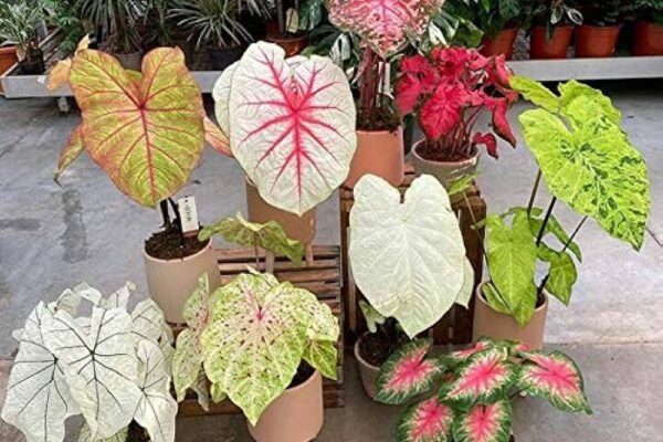 Caladium, Angel Wings, elephant ear plant, colorful foliage, shade plants, tropical houseplants