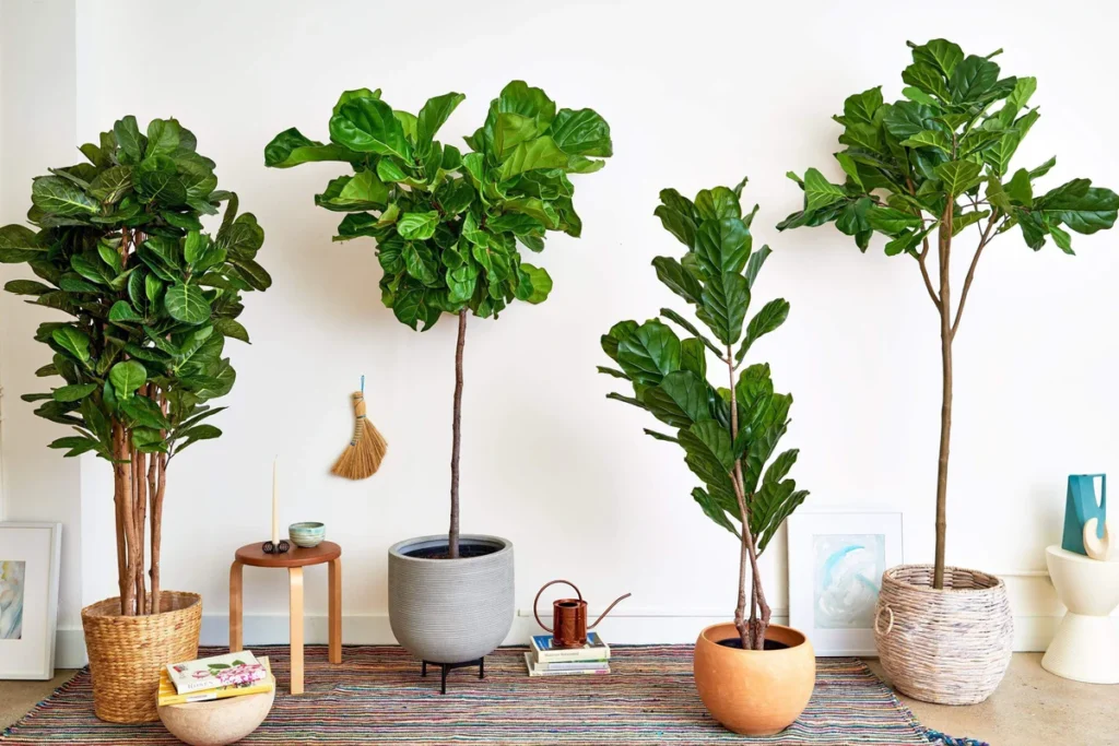 Fiddle Leaf Fig: Mastering the Art of Growing Nature's Living Sculpture