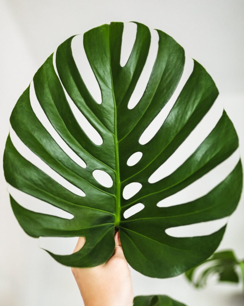 Monstera Deliciosa: The Swiss Cheese Plant - A Complete Care Guide