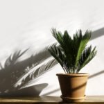 Categories: Houseplants, Tropical Plants, Cycads, Ornamental Plants, Slow-Growing Plants Sago Palm, Cycas revoluta, living fossil, ornamental cycad, tropical houseplant