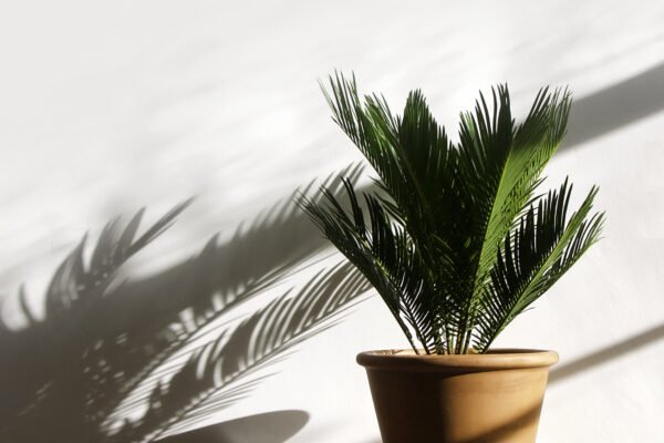 Categories: Houseplants, Tropical Plants, Cycads, Ornamental Plants, Slow-Growing Plants Sago Palm, Cycas revoluta, living fossil, ornamental cycad, tropical houseplant