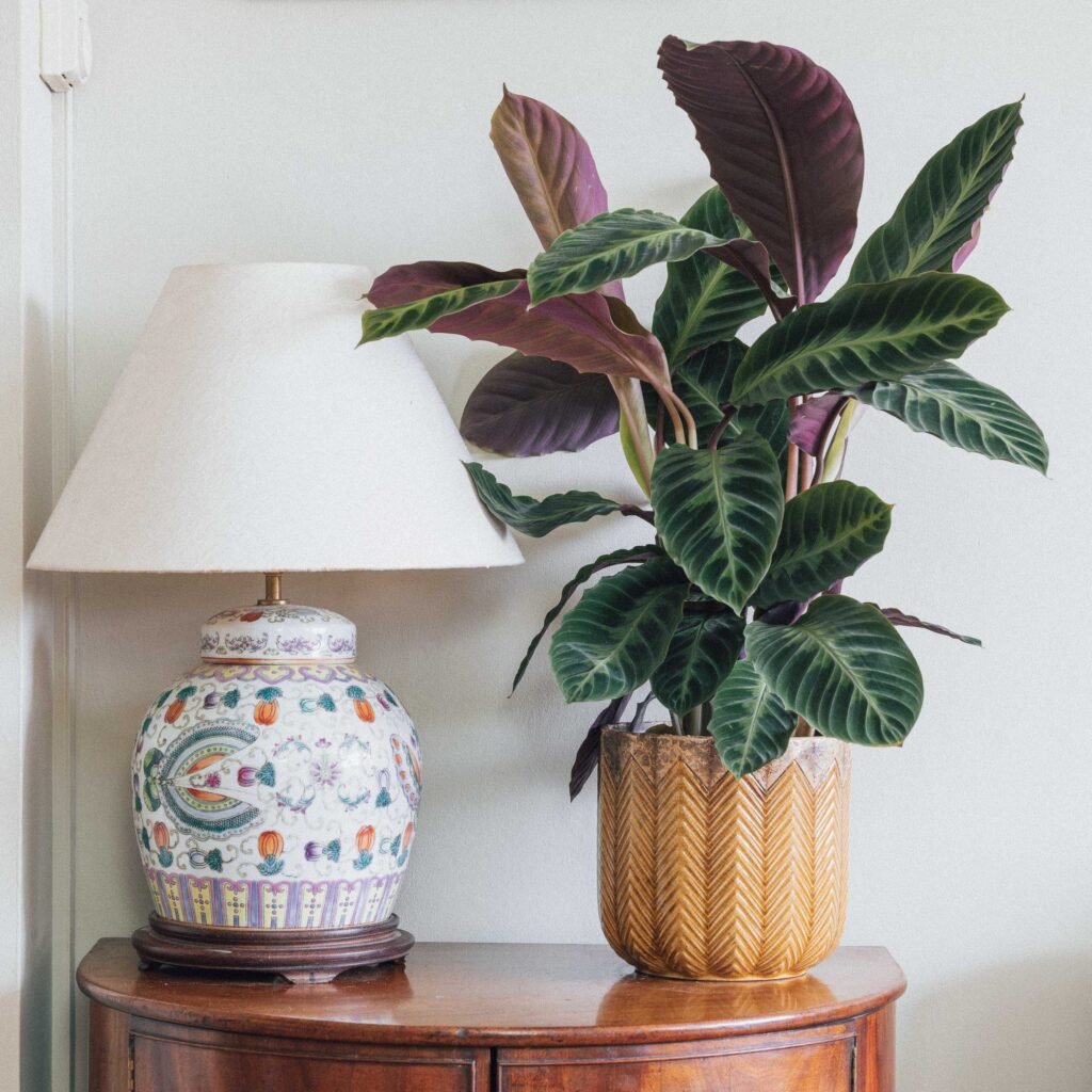 Calathea Warscewiczii Care Guide: Mastering the Jungle Velvet Plant