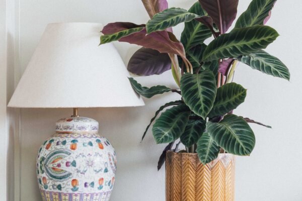 Calathea Warscewiczii Care Guide: Mastering the Jungle Velvet Plant