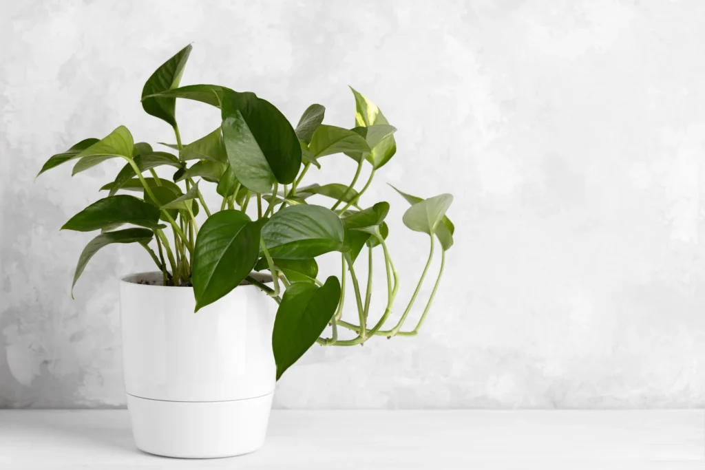 Jade Pothos: Mastering the Care of This Adaptable Green Beauty