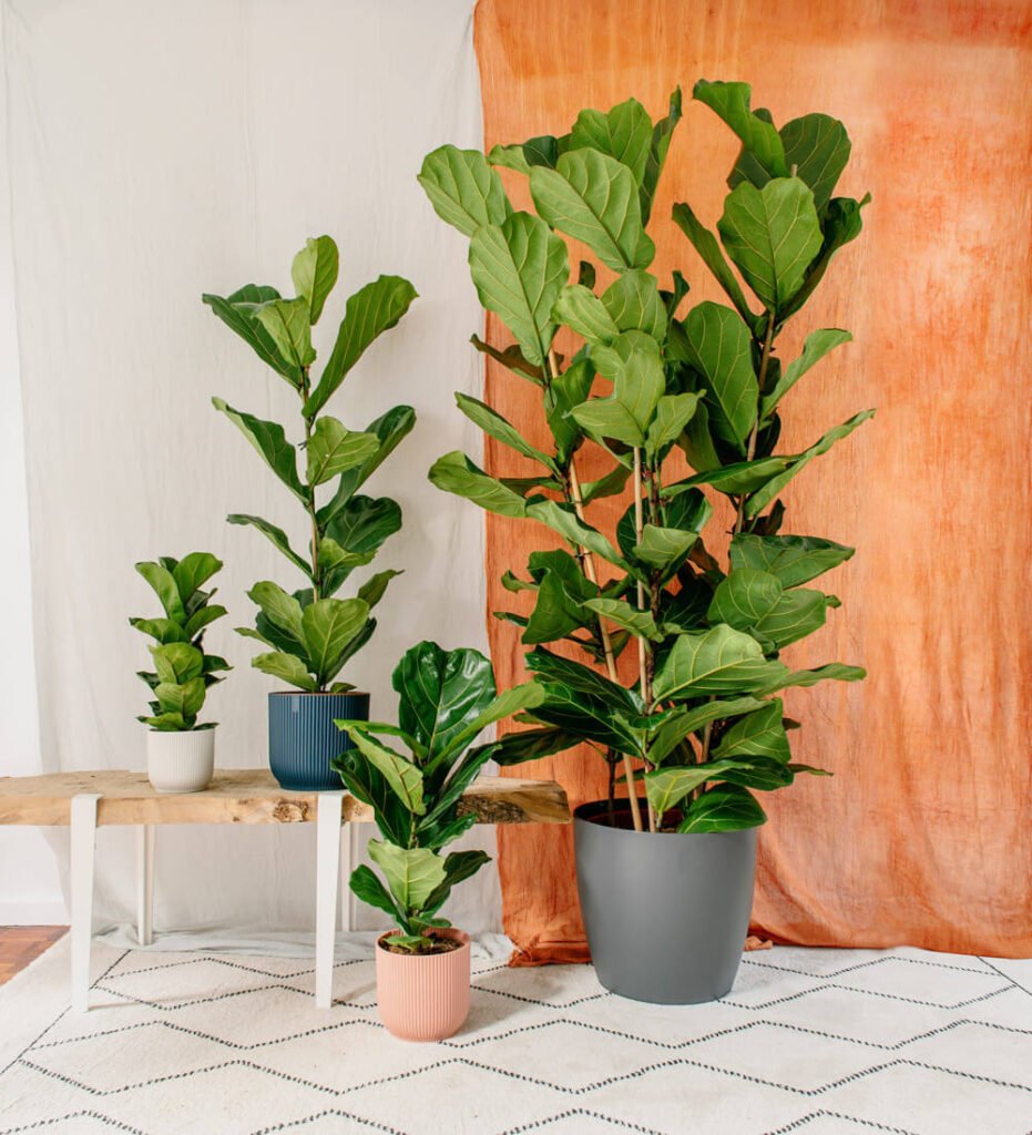 Fiddle Leaf Fig: Mastering the Art of Growing Nature's Living Sculpture