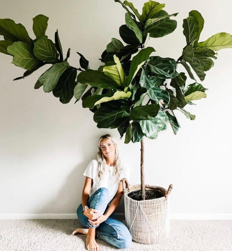 Fiddle Leaf Fig: Mastering the Art of Growing Nature's Living Sculpture