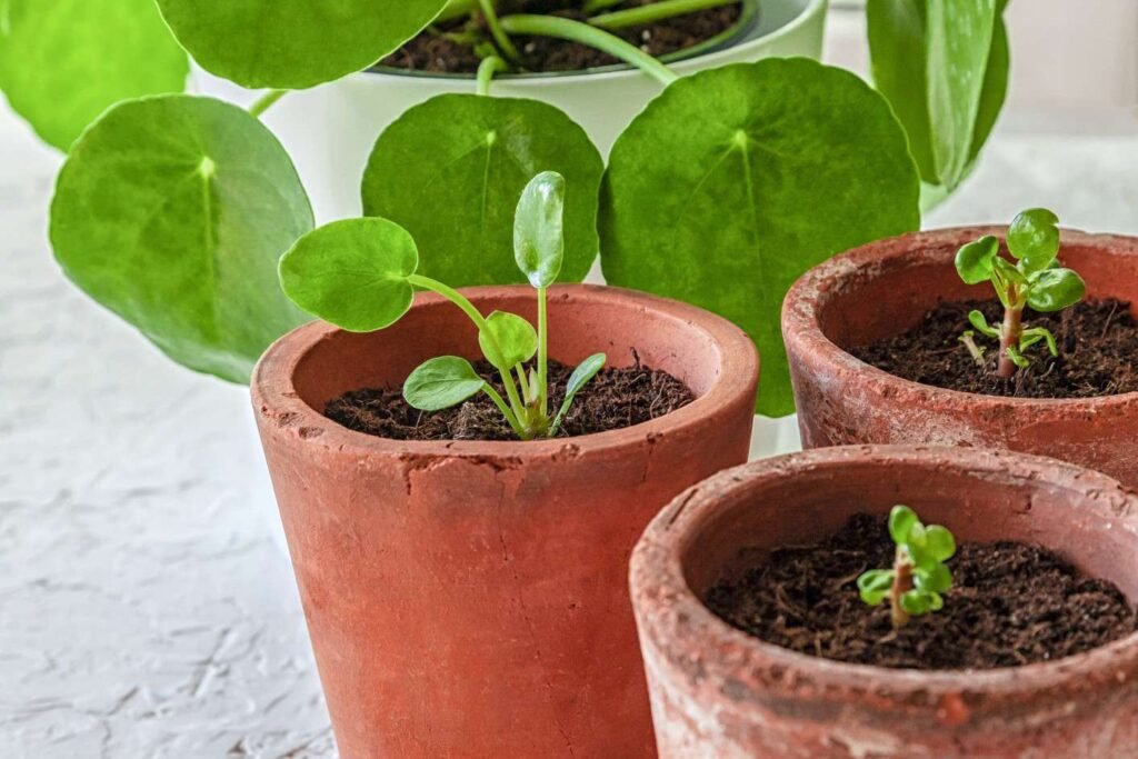 Chinese Money Plant: The Trendy Coin-Leaf Beauty