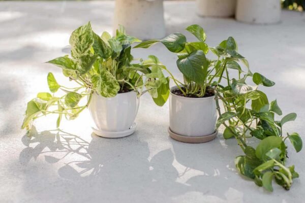 Jade Pothos: Mastering the Care of This Adaptable Green Beauty