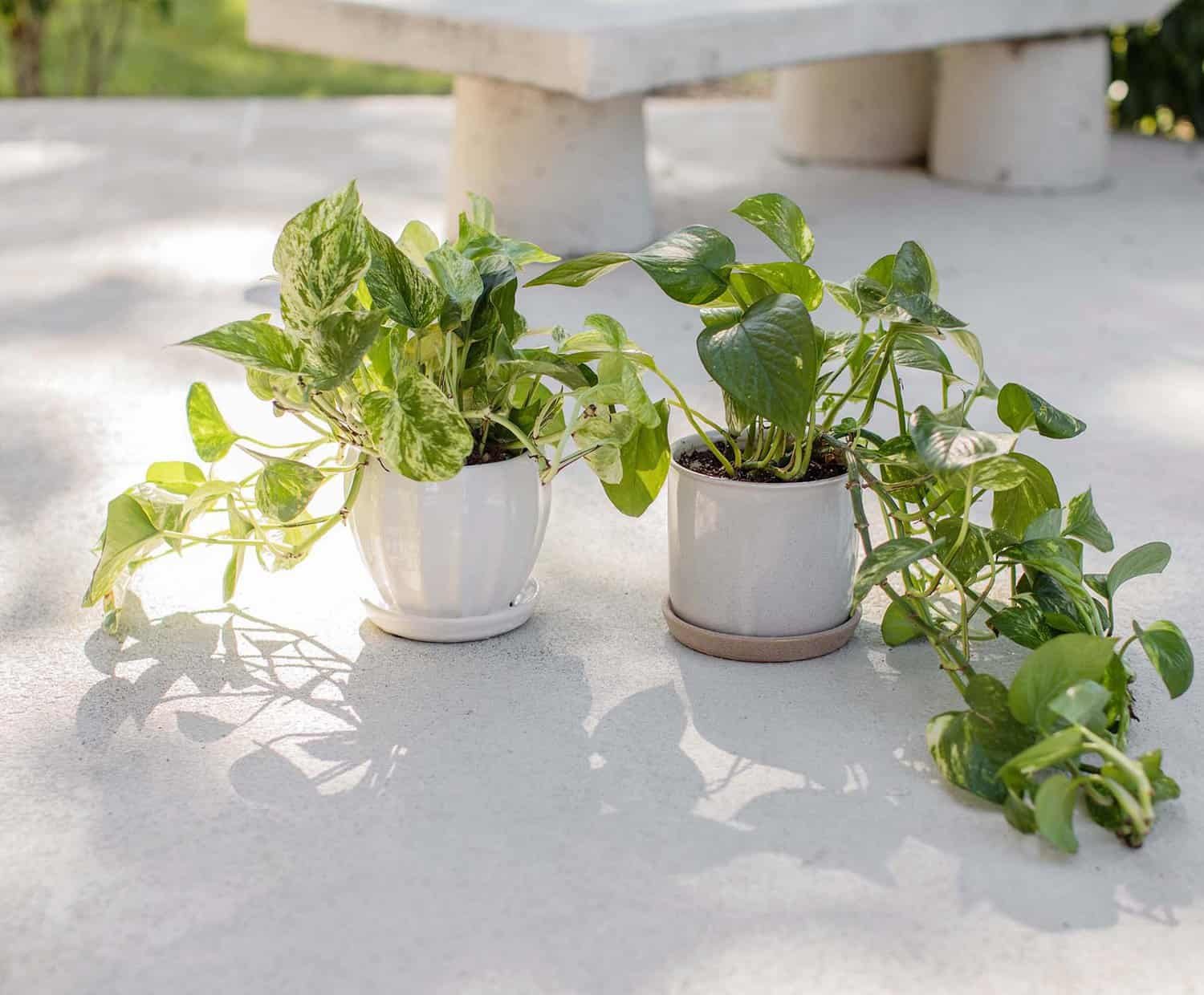 Jade Pothos: Mastering the Care of This Adaptable Green Beauty