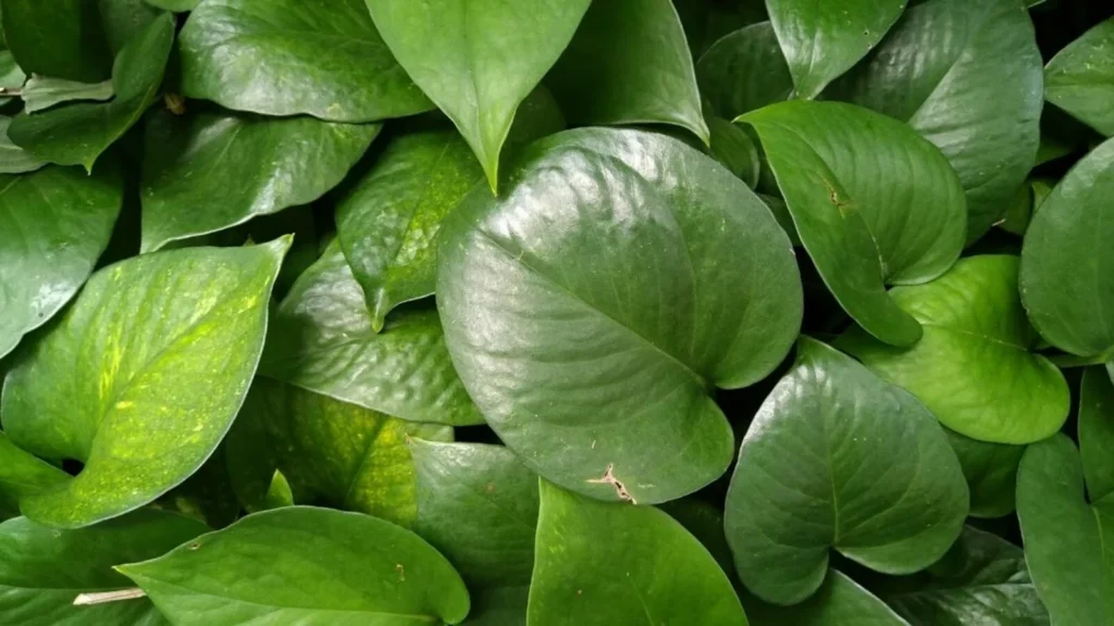 Jade Pothos: Mastering the Care of This Adaptable Green Beauty