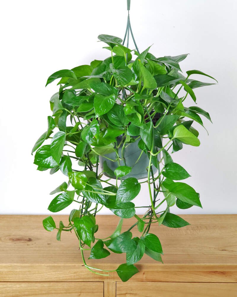 Elevate Your Space with Pothos: The Ultimate Low-Maintenance Trailing Wonder