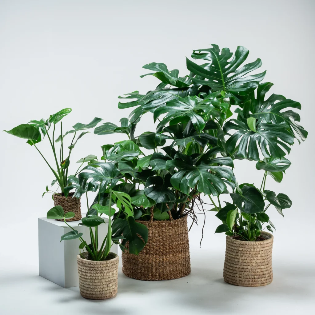 Monstera Deliciosa: The Swiss Cheese Plant - A Complete Care Guide