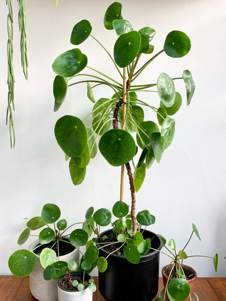 Chinese Money Plant: The Trendy Coin-Leaf Beauty