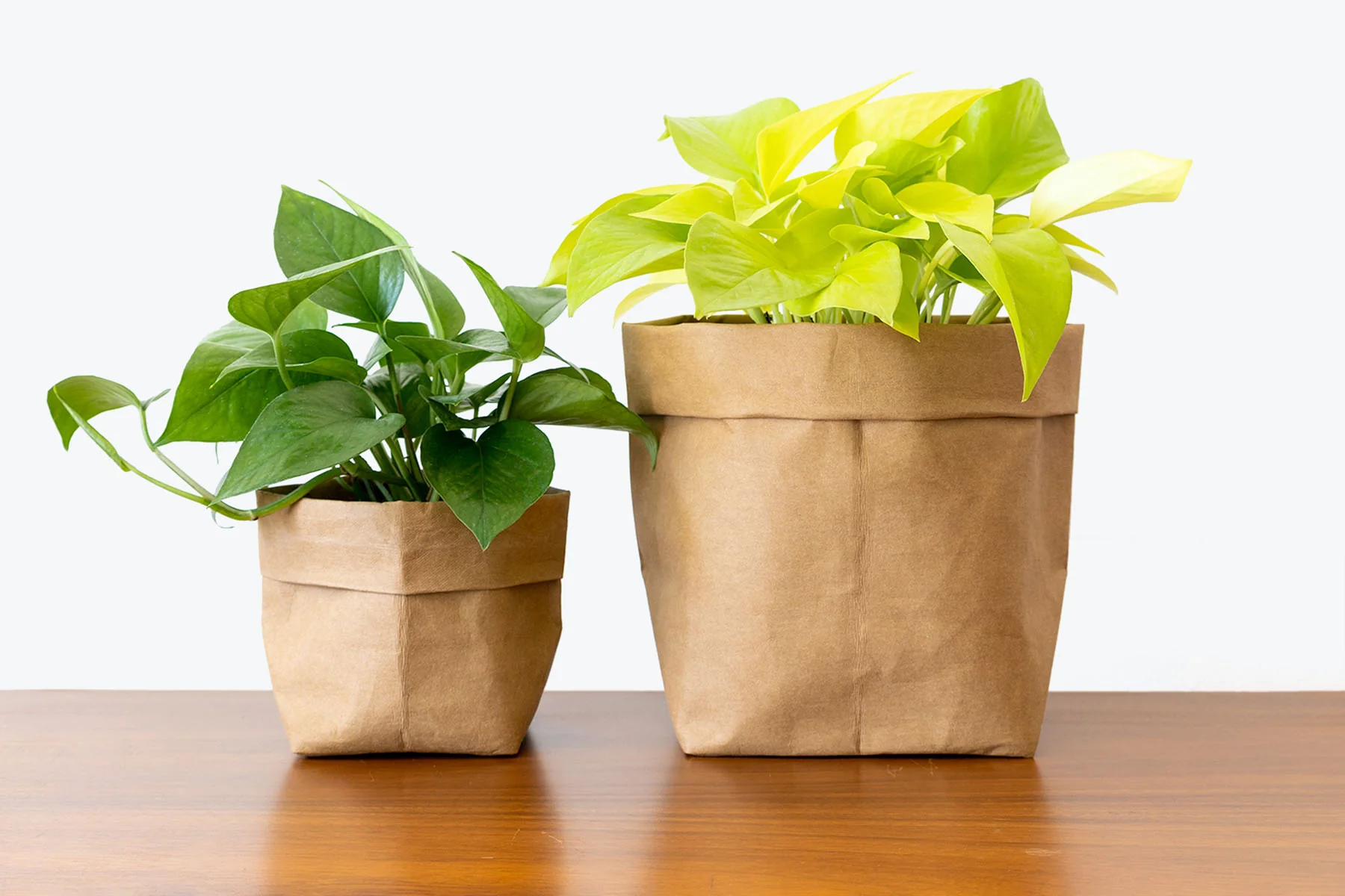 Elevate Your Space with Pothos: The Ultimate Low-Maintenance Trailing Wonder