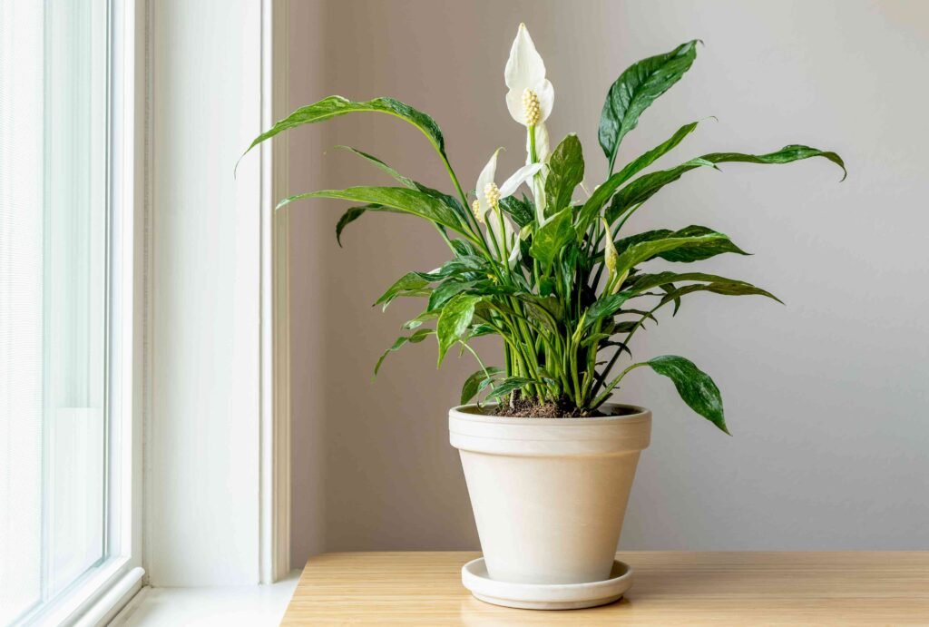 Peace Lily: Elegant Air Purifier for Your Indoor Oasis