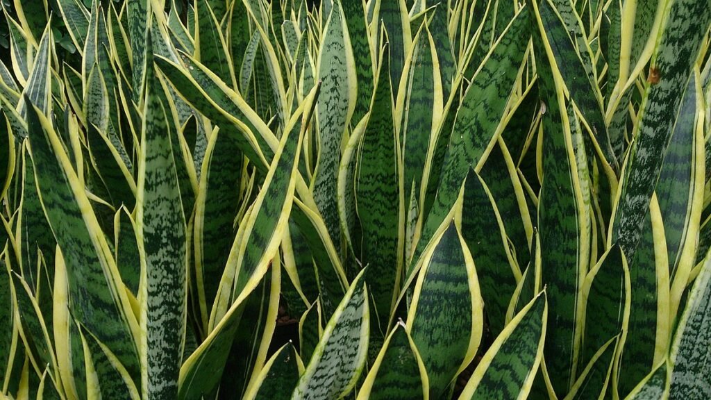 Snake Plant: The Indestructible Icon of Indoor Greenery