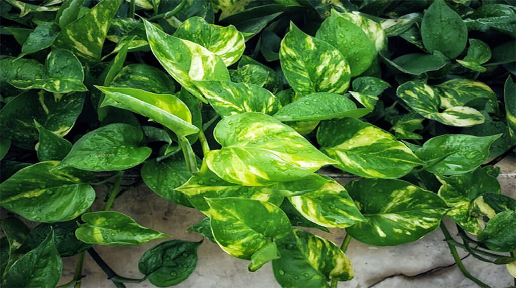 Elevate Your Space with Pothos: The Ultimate Low-Maintenance Trailing Wonder