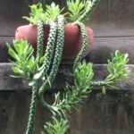 Rat Tail Cactus: Mastering the Care of This Unique Trailing Succulent