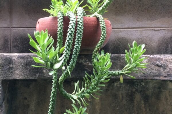 Rat Tail Cactus: Mastering the Care of This Unique Trailing Succulent