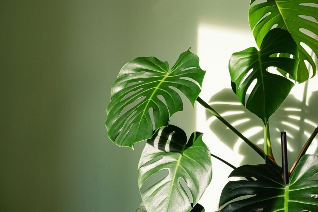 Monstera Deliciosa: The Swiss Cheese Plant - A Complete Care Guide