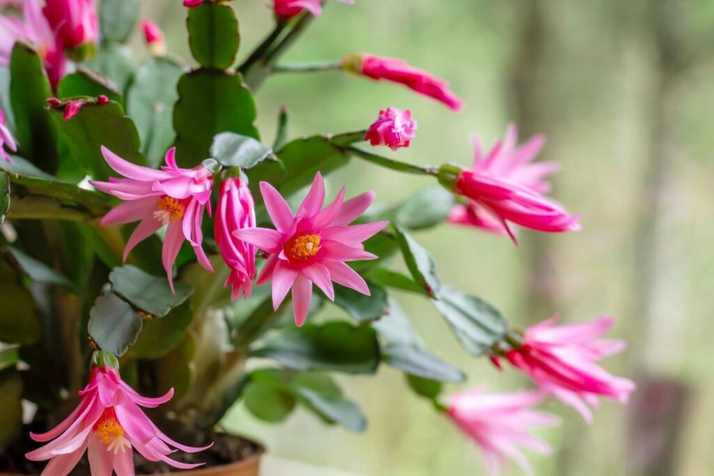 Easter Cactus: The Spring-Blooming Beauty - Complete Care Guide