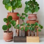 Chinese Money Plant: The Trendy Coin-Leaf Beauty