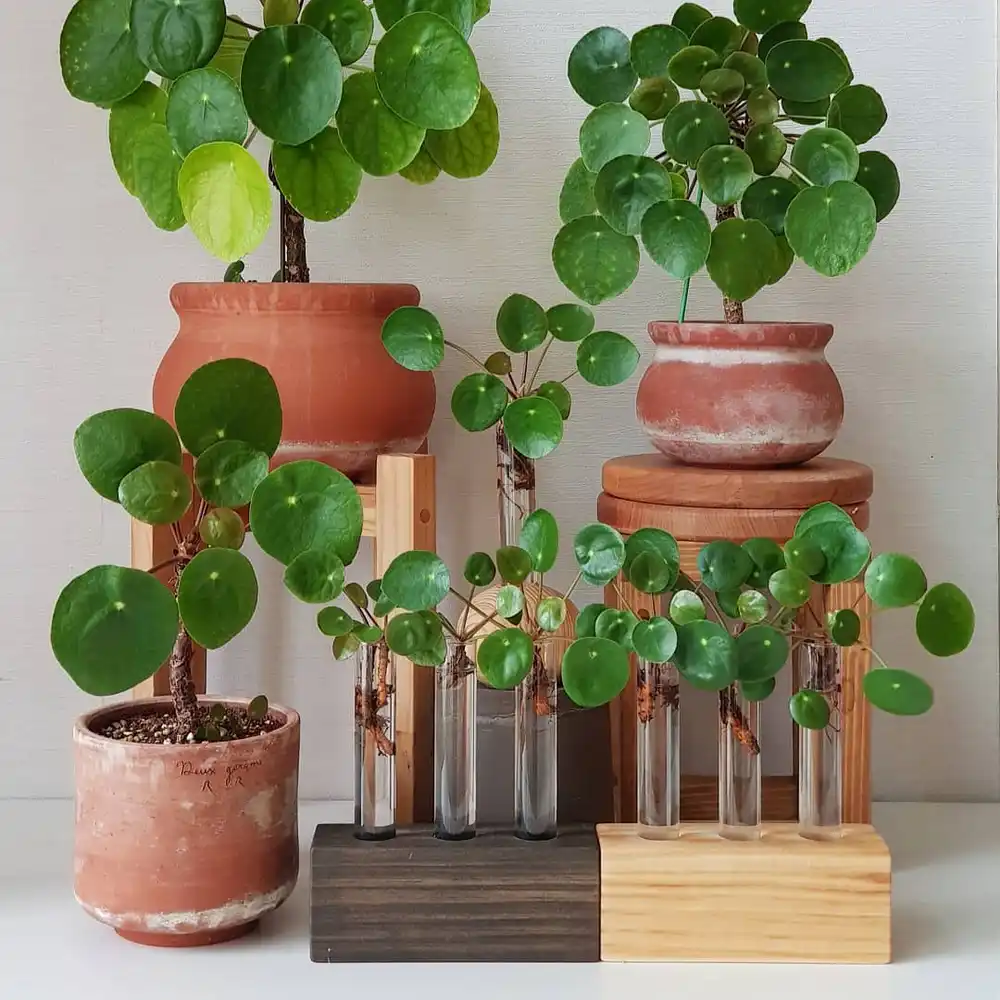 Chinese Money Plant: The Trendy Coin-Leaf Beauty