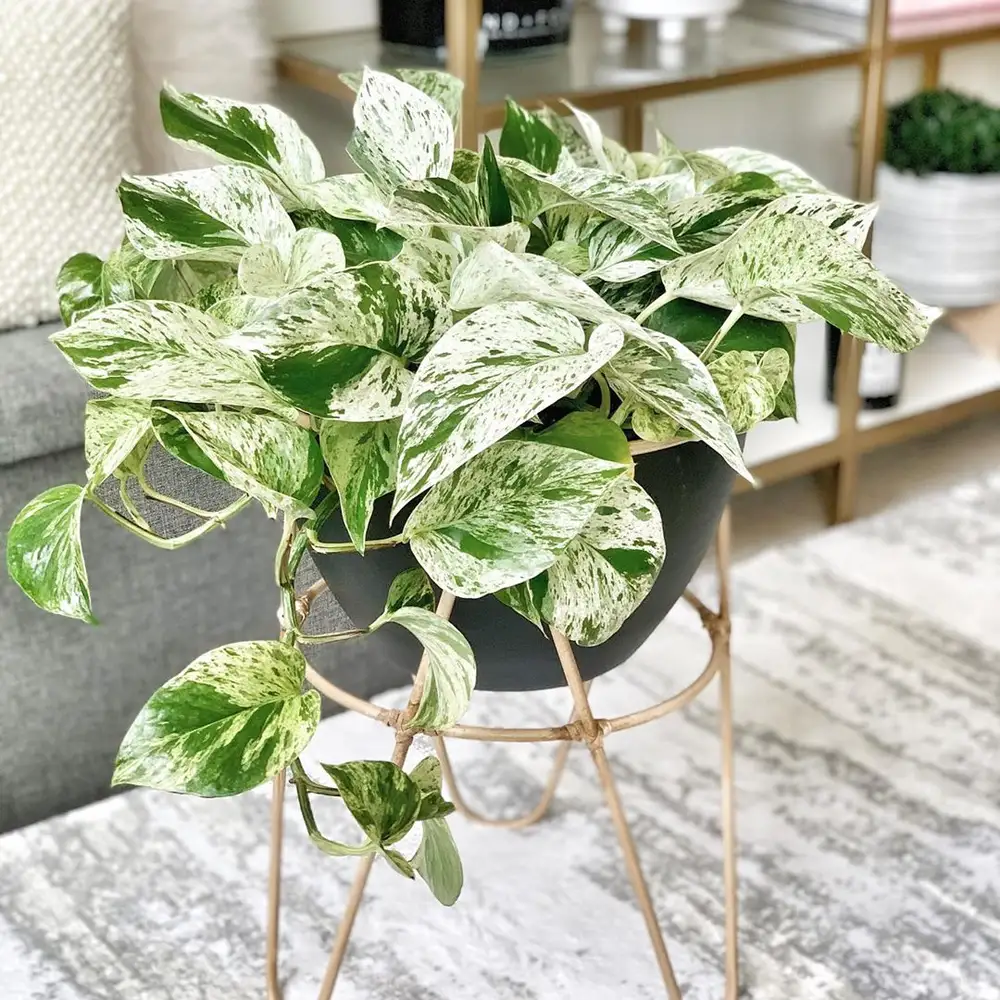 Elevate Your Space with Pothos: The Ultimate Low-Maintenance Trailing Wonder