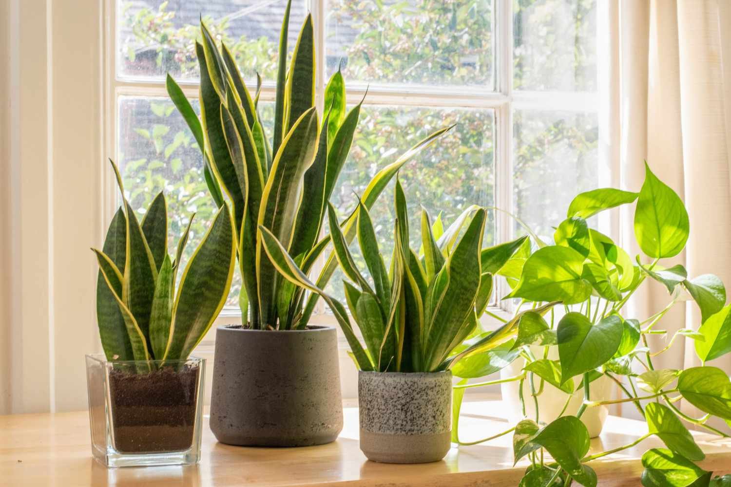 Snake Plant: The Indestructible Beauty - Ultimate Care Guide