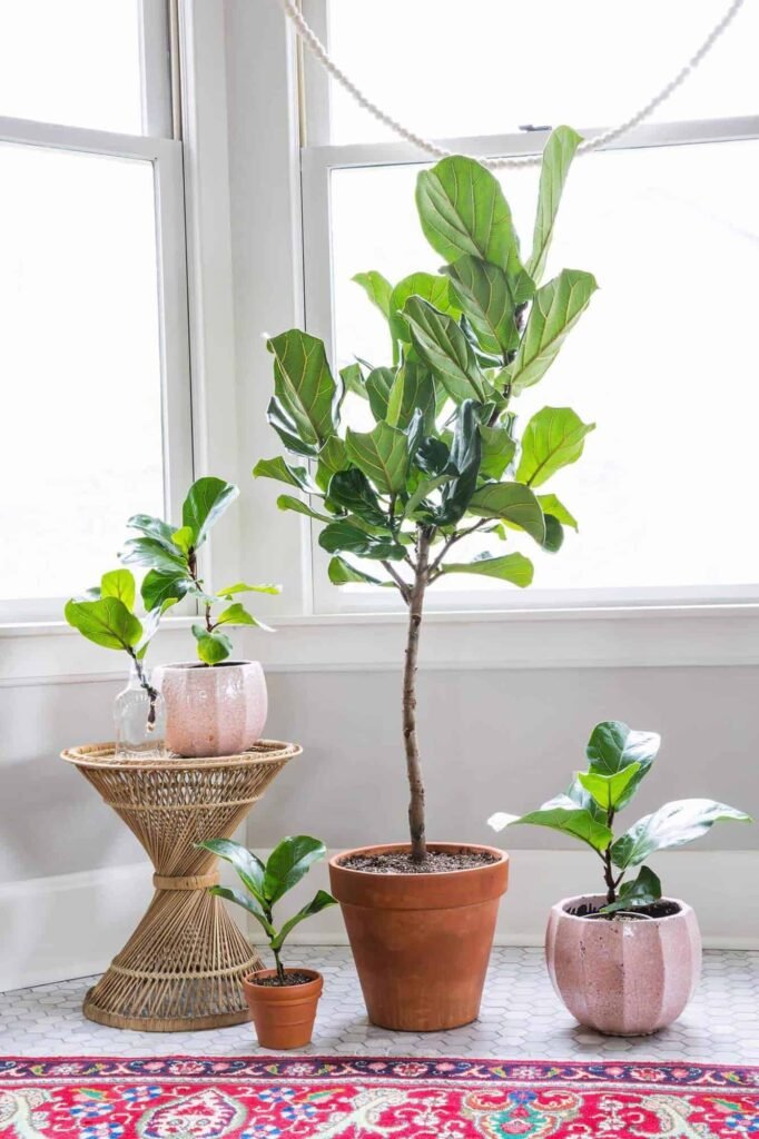 Fiddle Leaf Fig: Mastering the Art of Growing Nature's Living Sculpture