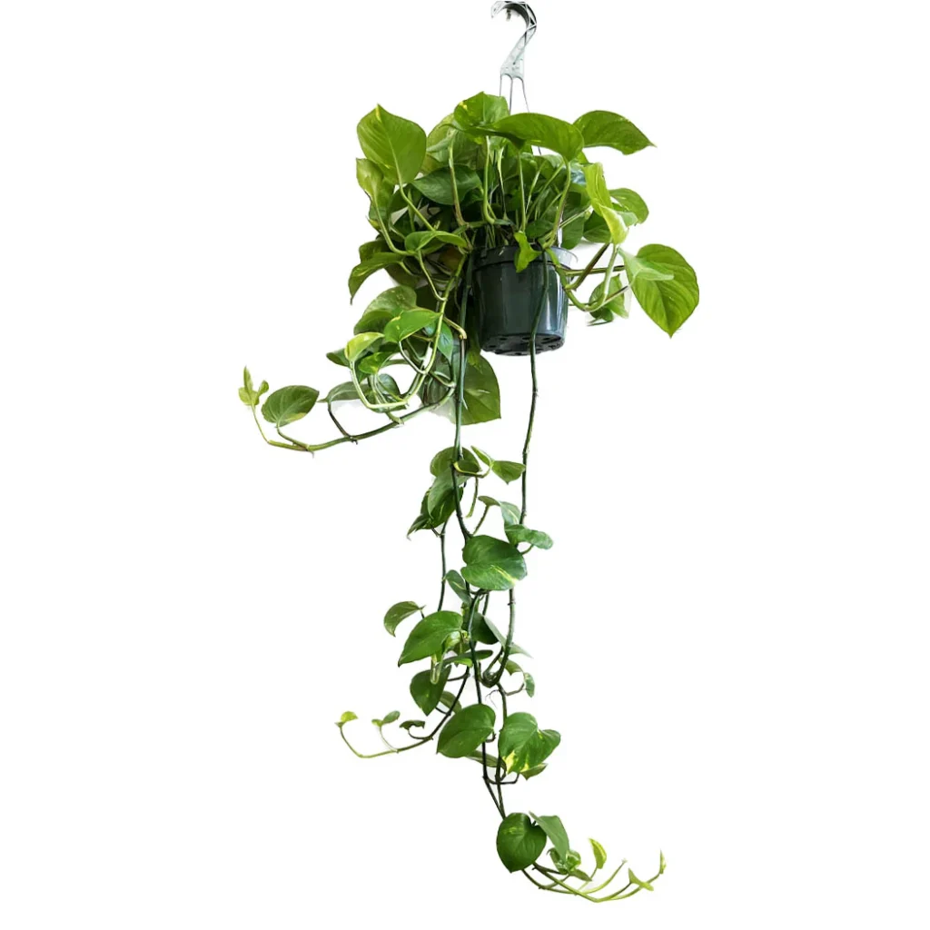 Elevate Your Space with Pothos: The Ultimate Low-Maintenance Trailing Wonder