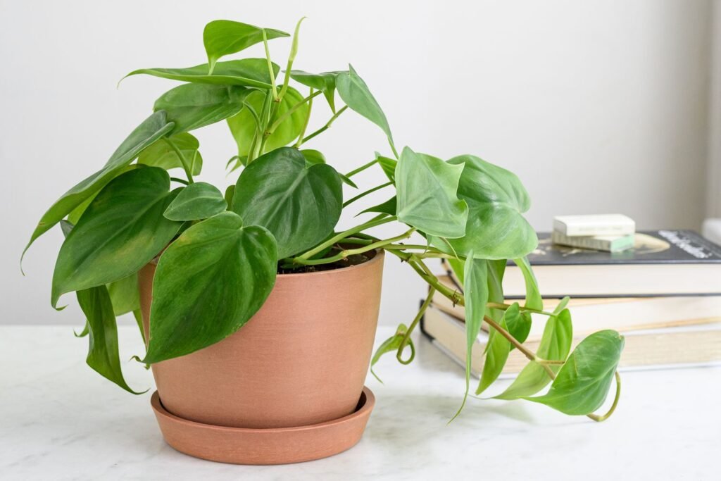 Philodendron: The Versatile Beauties of the Indoor Jungle