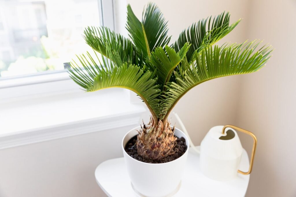 Categories: Houseplants, Tropical Plants, Cycads, Ornamental Plants, Slow-Growing Plants Sago Palm, Cycas revoluta, living fossil, ornamental cycad, tropical houseplant