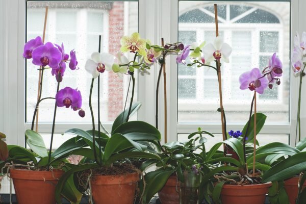 From Novice to Expert: Your Comprehensive Guide to Cultivating Stunning Moth Orchids