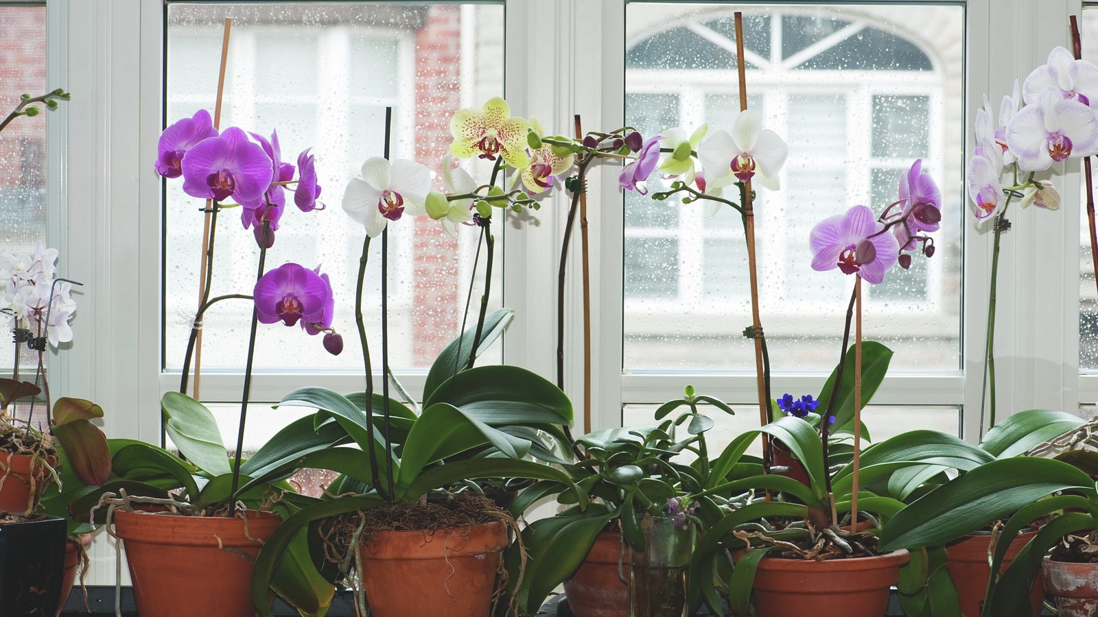 From Novice to Expert: Your Comprehensive Guide to Cultivating Stunning Moth Orchids