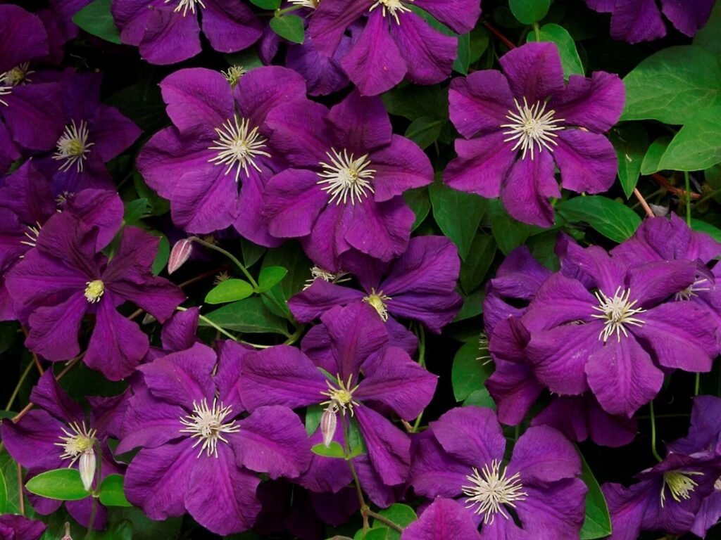 Jackman's Clematis: The Queen of Climbers - A Complete Care Guide Categories: Flowering Vines, Perennials, Garden Climbers, Ornamental Plants, Summer-Blooming Plants Jackman's Clematis, Clematis 'Jackmanii', climbing plants, purple flowers, garden vines