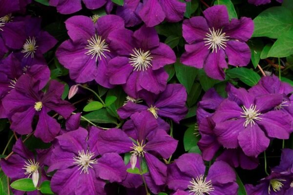 Jackman's Clematis: The Queen of Climbers - A Complete Care Guide Categories: Flowering Vines, Perennials, Garden Climbers, Ornamental Plants, Summer-Blooming Plants Jackman's Clematis, Clematis 'Jackmanii', climbing plants, purple flowers, garden vines