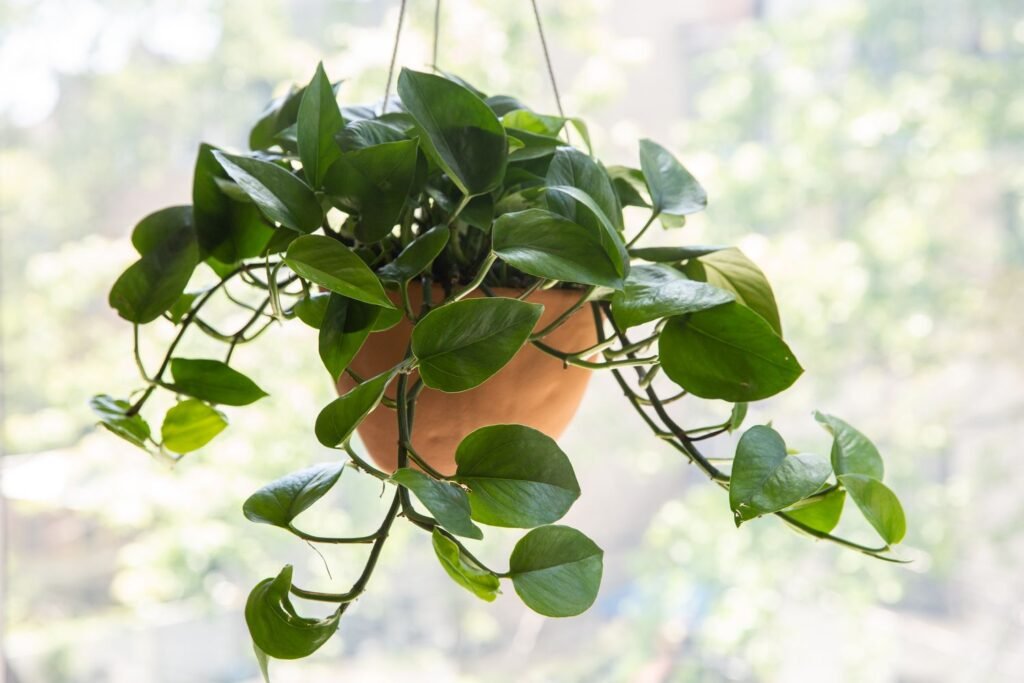 Jade Pothos: Mastering the Care of This Adaptable Green Beauty