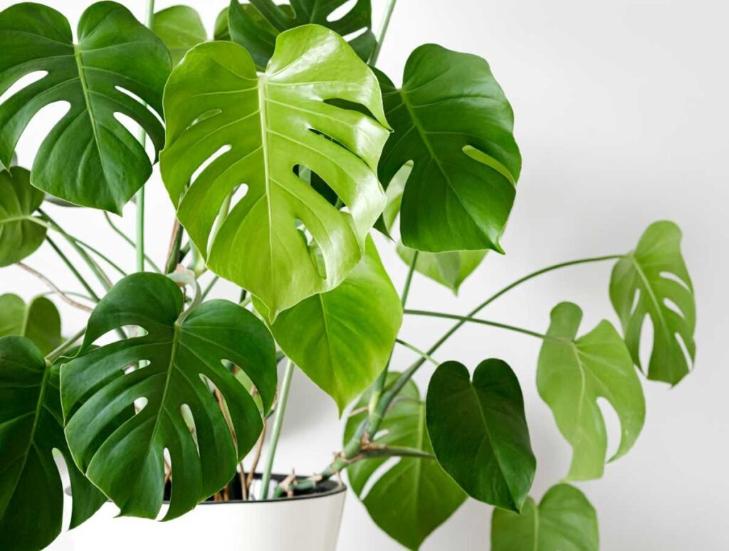 Monstera Deliciosa: The Swiss Cheese Plant - A Complete Care Guide