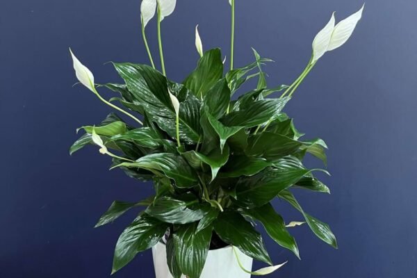 Peace Lily: Elegant Air Purifier for Your Indoor Oasis