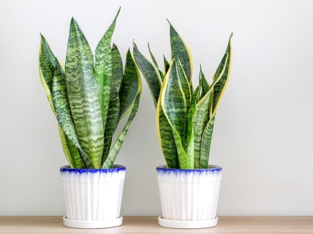 Snake Plant: The Indestructible Icon of Indoor Greenery