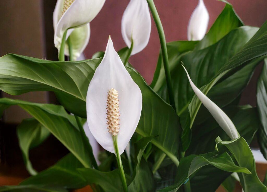 Peace Lily: Elegant Air Purifier for Your Indoor Oasis