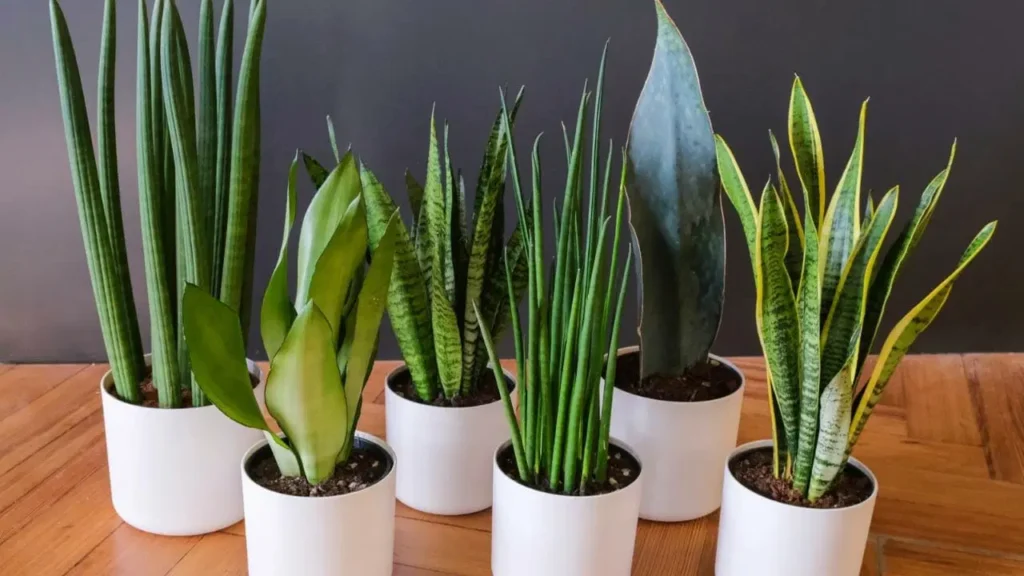 Snake Plant: The Indestructible Beauty - Ultimate Care Guide