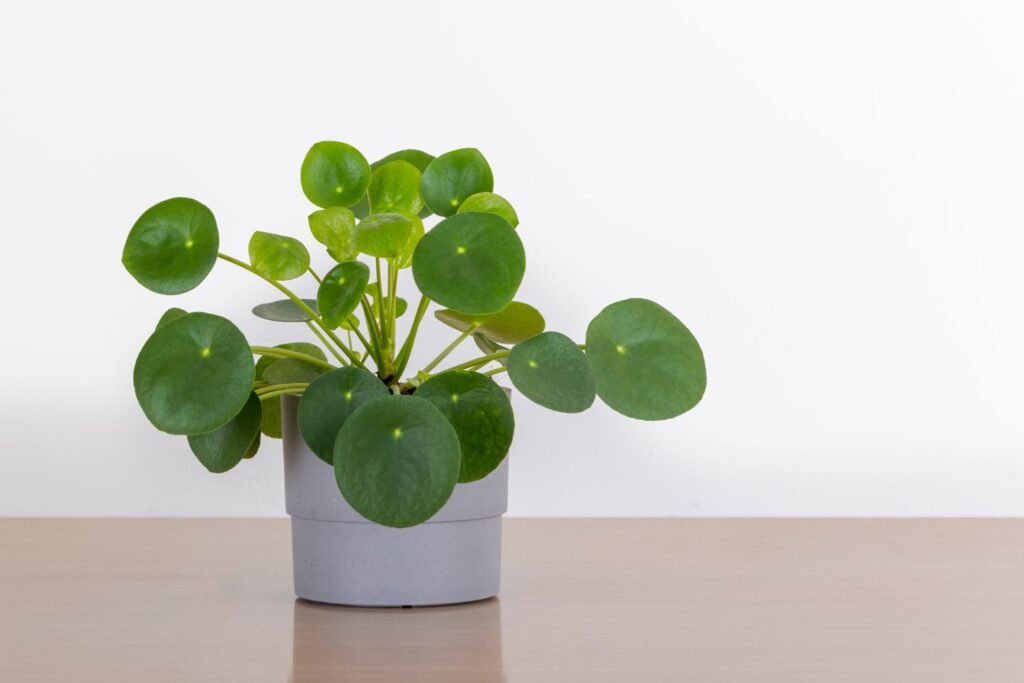 Chinese Money Plant: The Trendy Coin-Leaf Beauty