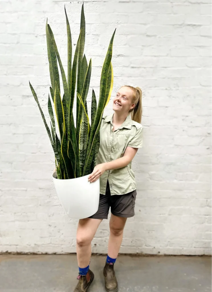 Snake Plant: The Indestructible Beauty - Ultimate Care Guide